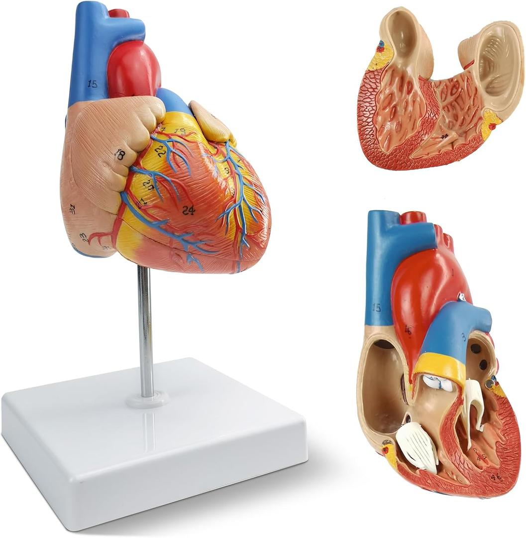 NEW HORIZON 2-Parts Life Size Human Heart Anatomical Model,48 Accurate Numbered Structures Cardiac,Anatomy Model,Number Manual,Magnets,Display Base,for Classroom Cardiology Resuscitation mannequins