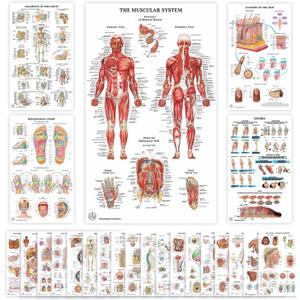 23 Human Anatomy Posters and Charts - 18x30, Medical Posters, Anatomy of the Skull, Injury, Breast, Skin, Ligaments of The Joints, Circulatory, Skeletal, Reproductive, Muscular, Injuries, Nervous Systems, Spine, Brain, Ear, Nose & Throat, Heart, Eye, Teeth, Science Biology Health Poster for Classroom, Office - Laminated