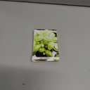 6 x Seeds Genovese Basil Indoor Herb Non GMO Heirloom for Planting