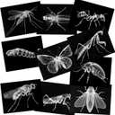 Animal X-Ray Set, Educational Science Kit, Light Table Accessory for Children (Insects)