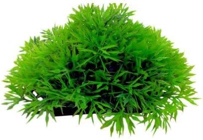 Green Aquarium Cover Plant, Great Looking Foreground Aquarium Plant 2 Inch Tall