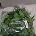 Xinnun 30 Pcs Artificial Italian Ruscus Greenery Stems 26.8 Inch Hanging Spray Fake Greenery for Centerpieces Faux Leaves Swag for Floral Arrangement Wedding Bouquet Garland Arch Home Decor