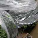 ALL SEASON GREEN 2'T 19''D Topiaries Trees Artificial Outdoors 2 Pack Fake Boxwood Bushes Outside Potted Tree