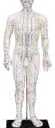Male Acupuncture Model 20" with Chinese and English Points
