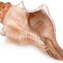 Giant Natural Conch Shell, Striped Fox Conch Seashell 6-7 inches, Large Sea Shell for Vase Filler, Air Plants, Wedding Decor Beach Theme Party