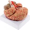 WICHEMI Human Brain Model - 8-Part Life Size Anatomical Model with Color-Coded Artery, Display Base for Science Classroom Study & Display