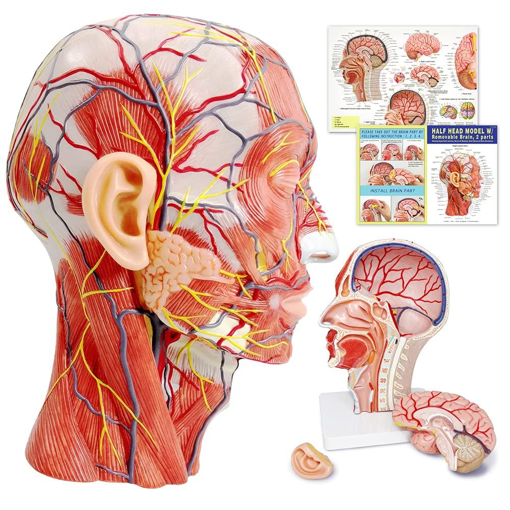 Human Half Head Superficial Neurovascular Musculature Model with Removable Brain, Shows Cranial Cavity Nerve, Life Size Anatomical Head Model Skull Brain for Medical Teaching Learning, Education