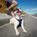 No Pull Dog Harness with Multifunction Dog Leash,Soft Adjustable No Choke Escape Proof Pet Harness Vest for Medium Dogs or Large Dogs,Denim Blue,L