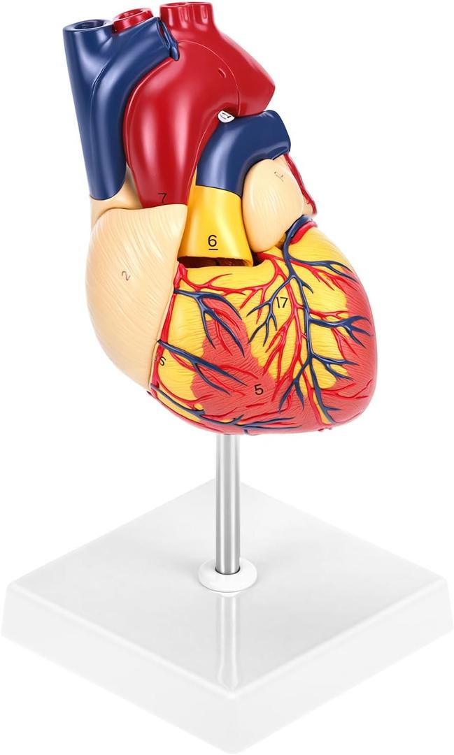 QWORK Life Size Human Heart Model, Anatomically Accurate 2-Part Model with Detachable Wall, Fixed with Hidden Magnets, 1 Pc