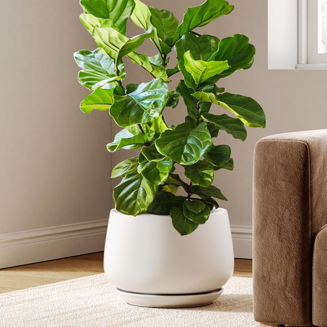 LE TAUCI Ceramic Planters, 12 Inch Pots for Plants, Plant Pots with Drainage Holes and Saucers, Durable and Modern, Planters for Indoor Plants, White