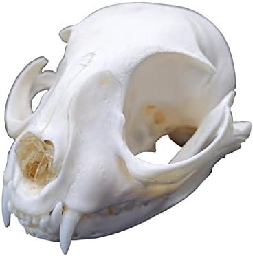 1PCS Taxidermy Real Bone Cat Skull, Animal Bones Real for Craft, Skull Decoration for Home, Specimen Collectibles Study