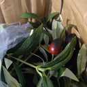 Realead Faux Olive Tree 7ft - Large Artificial Olive Tree Indoor with Realistic Leaves and Olives - Full and Grand Design Fake Olive Tree with Sturdy Base for Indoor Outdoor Office Decor