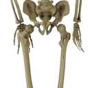 Haunted Hill Farm Life-Size Scary Skeleton Prop, Poseable, Battery-Operated Indoor or Covered Outdoor Halloween Decoration
