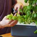 Click & Grow Indoor Herb Garden Kit with Grow Light | Smart Garden for Home Kitchen Windowsill | Easier Than Hydroponics Growing System | Vegetable Gardening Starter (3 Basil Pods Included), Grey