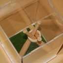 Baseball Display Case with Wood Stand & Grass Pad - Acrylic Collector Box for Signed Baseballs Featuring Bat-Shaped Supports Man Cave Sports Decor