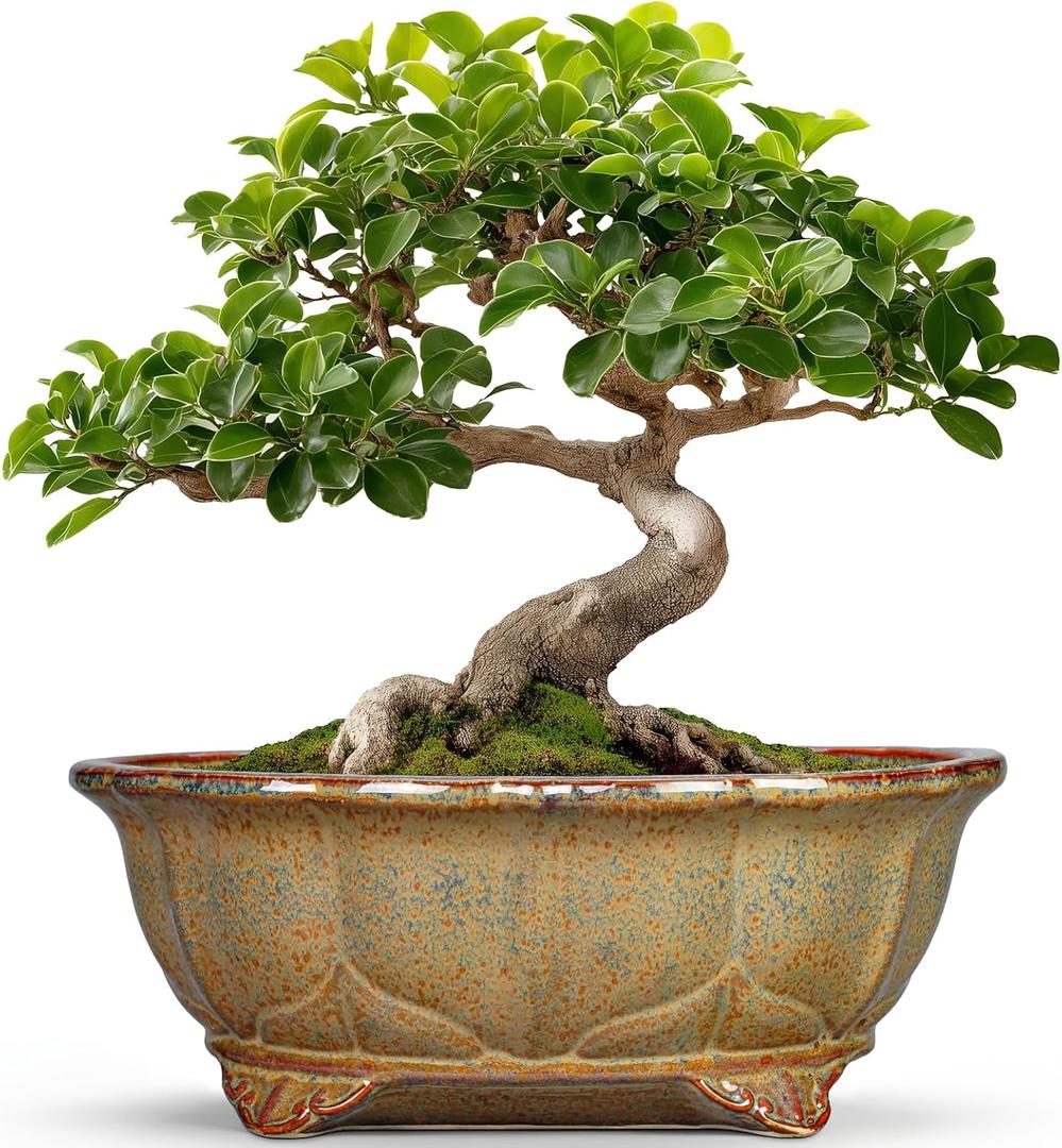 Ceramic Bonsai Pots - 11 Inch Succulent Planters for Indoor Outdoor Plants, Bonsai Tree Pots with Drainage Hole, Shallow Succulent Plant Pot, Room Decor, Plant Lover Gift, Oval Yellowish Brown
