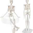 Mini Human Skeleton Model, 17.7 Small Skeleton Anatomy Model W/Movable Arms, Legs and Stand for Student Kid to Study Human Skeletal System Anatomy, Physiology Decor Halloween Manual Included