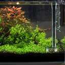 2 x 8 Pcs Shrimp Feeding Tube and Dish,Clear l Glass Fish Feeder Tube Tray for Plant Holder for Aquarium,Fish Tank Feeding Tray (8 inch)