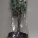 LITBLOOM Lighted Tabletop Olive Tree 18IN 50 LED Fairy Lights with Timer Battery Operated or USB Plug in Bonsai Tree for Wedding Christmas Spring Home Decoration