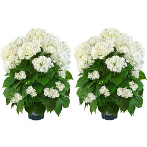 Artificial Hydrangea Tree 29" Tall (Set of 2), Faux White Hydrangea Plant in Pot, Realistic Artificial Plant for Indoor Outdoor Porch, Patio, Balcony Decor