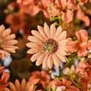 7pcs Artificial Fall Flowers for Indoor & Outdoor Decor, Burnt Orange Fake Mums Bouquets, Faux Mums Lilac Flowers for Thanksgiving/Halloween, Autumn Planter Arrangements (Durable UV Resistant)