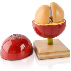 Artificial Coffee Bean Plant Tree for Crafts Coffee Table Decoration Coffee Bar Decor Accessories Tools Detachable Coffee Bean Model Resin Fake Fruit Coffee Bean with Bamboo Base for Coffee Bar