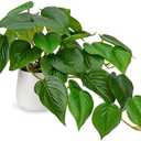 DILATATA Fake Plants Indoor 8 Inch Artificial Pothos Plant in White Ceramic Pot - Faux Potted Pothos Plant for Home Aesthetic Decor Living Room Shelf Office
