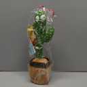 Easter Basket Stuffers for Toddler Boys Kids Baby Toys 0-6 3-6 6-12 12-18 Months Dancing Talking Cactus, Toddler Boys Girls Gifts for 2 3 4 5 6 7 8 9 10 Month Old Baby Toys for 1 Year Old Boy Girl