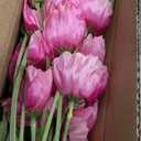 ATFL Hot Pink Poppy Flowers Artificial for Wedding Decorations,12 Pcs Fake Faux Silk Poppies Bulk for Home Decor Table Centerpieces Floral Arrangement (23.5, Hot Pink) (Roses)