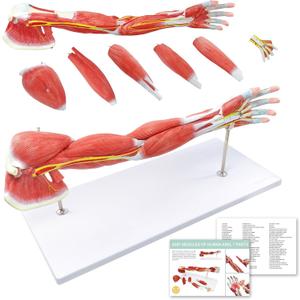NEW HORIZON Human Arm Anatomical Muscle Model Anatomy Arm Model, Upper Limb Muscle Model Shoulder Anatomy Model Muscular Hand Model  7 Pieces, Life Size, Includes Base