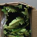 Dkaltm Single Silky Artificial Boston Fern Bush, 49Inch Large Artificial Ferns for Outdoors, Large Faux Ferns Artificial Plants,Suitable for Decorating Office, Living Room Faux Greenery,95Branches