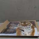 Gifted Stationery Co, Tigers 2025 Wall Calendar