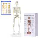 NLShan Human Skeleton Model for Anatomy: Scientific Model with Movable Arms, Legs & Display Stand - 17" Mini Human Skeleton Model for Study and Display