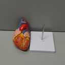 NEW HORIZON 2-Parts Life Size Human Heart Anatomical Model,48 Accurate Numbered Structures Cardiac,Anatomy Model,Number Manual,Magnets,Display Base,for Classroom Cardiology Resuscitation mannequins