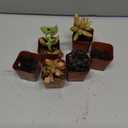 Set of 6 Mini Succulent Plants in Plastic Pots, Assorted Live Succulents for Home Decor, Office Desk, Gifts and Indoor Gardening