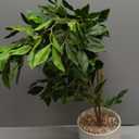 Artificial Potted Plants Indoor,27" Faux Plants Ficus Leaves Trees with Ceramic Pots,Realistic Fake Plant Indoor Potted for Living Room Office Farmhouse Room Bathroom Bedroom Kitchen Plant Decor (Green)