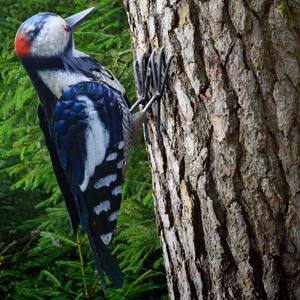 Metal Woodpecker Bird Figurine - Lifeilke Backyard & Garden Gift, Birds Statue Sculpture Art Large Realistic - Outdoor Fall Decor, Metal Yard Art