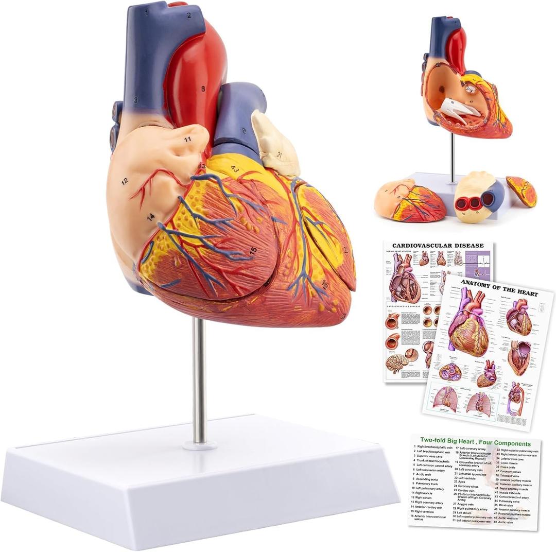 TYRRDE 2X Life Size Anatomical Heart Model  Human Heart Model Anatomy with 49 Structures, 4 Detachable Parts, Strong Magnetic Assembly, Accurate Details, on Base  for Medical Teaching & Science Learning(dark red) (yellow)