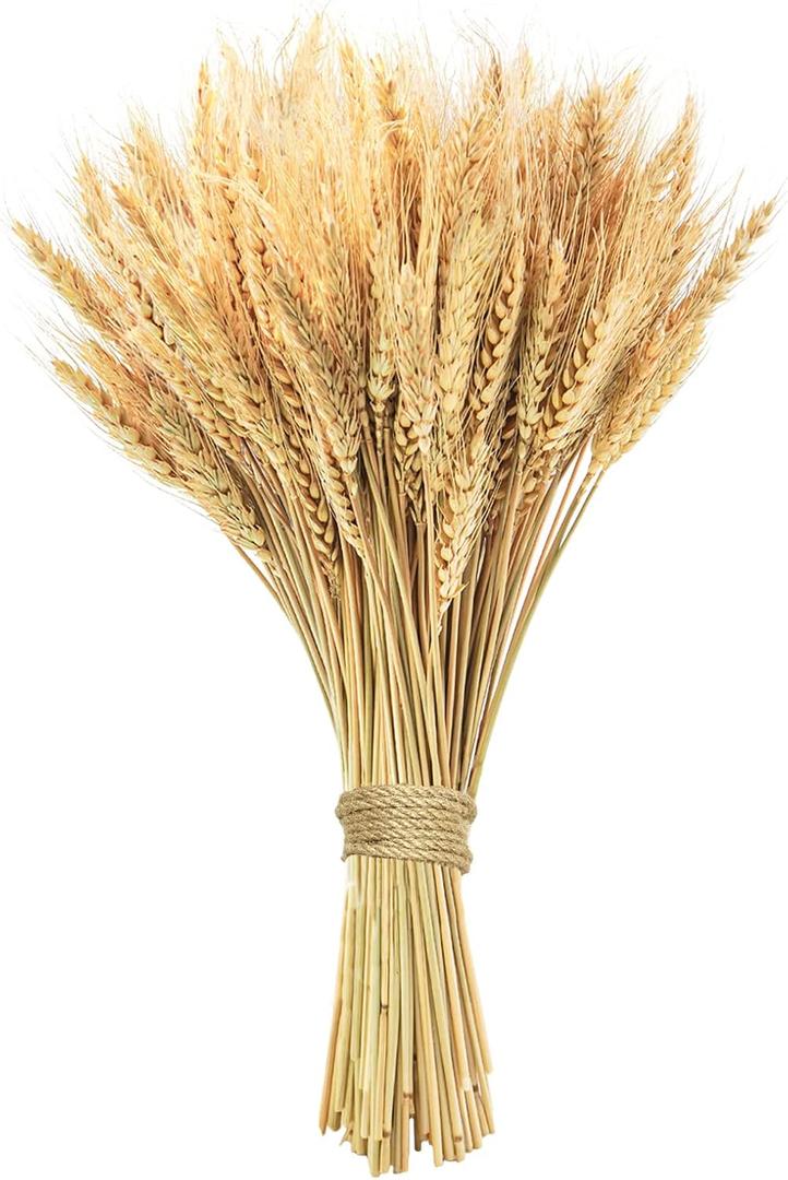 17.7 inches Dried Wheat Stalks, 100 Stems Dried Flowers 100% Natural Wheat for Home Kitchen Office Flowers Arrangement Wedding Table Christmas Farmhouse Boho Party Fall Dcor