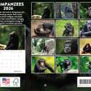 Chimpanzee Calendar 2026 Monthly Wall Calender 12 Month Chimpanzees Gifts For Chim Lovers For Woman Man| American Made In The USA
