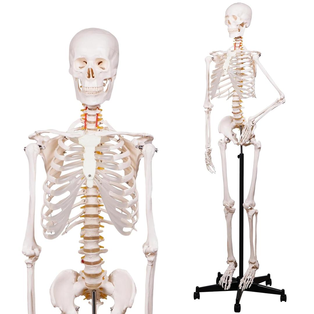 NLShan Human Skeleton Model for Anatomy -Life Size Anatomical Skeleton Medical Model with Nervous System 70.8 in with Rolling Stand for Study and Display Colorful Posters