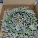 Olive Stems 3 Pcs 39 inch Artificial Olive Green Leaves Picks, Spring Branches Decor for Vase, Greenery Vase Filler Home Decoration Indoor