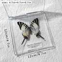 8pcs Handcrafted Framed Real Butterfly Artwork: Stunning Decor and Gift for Home, Office, Birthday, Gallery, Classroom, Science Fair and More