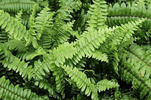 2 Pack Home Comforts Forest Day Nature Plant Leaf Sun Fern Green-20 Inch By 30 Inch Laminated Poster With Bright Colors And Vivid Imagery-Fits Perfectly In Many Attractive Frames