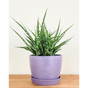 Meseta Planter 6.5-inch, Lavender, Indoor/Outdoor