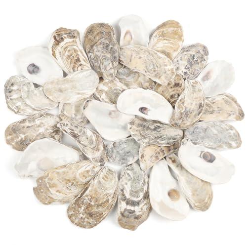 TaoQ C 30 PCS Oyster Shells 2"-3" Small Oysters Shells Natural Oyster Seashells for Crafts Beach Theme Party Fish Tank and Vase Filler Home Decoration