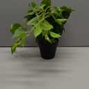 LOYWREE Artificial Scindapsus Aureus Fake Pothos Plants in Black Pots - Realistic Faux Indoor Greenery Potted for Home, Office, Desk, Shelf, Living Room, Bedroom, Balcony, Patio & Garden Decor