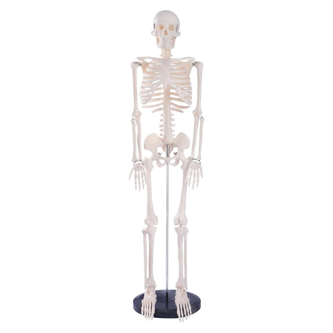 breesky Scientifc Human Skeleton Model for Anatomy, 33.4 Skeleton Model with Metal Stand, Removable Arms&Legs for Student to Study Human Skeleton Anatomy System, Halloween Decor, Manual Included (33.4 Inches Human Skeleton Model)