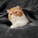 Bedsure GentleSoft Fleece Blankets King Size Dark Grey - Bed Blanket Soft Lightweight Plush Cozy Fuzzy Luxury Microfiber, 108x90 inches