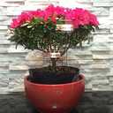 Pack of 30 Copper Plant Labels for Garden, Metal Plant Markers Nameplate, Plant Tags for Outdoor and Potted Plants (10" x 2.6")